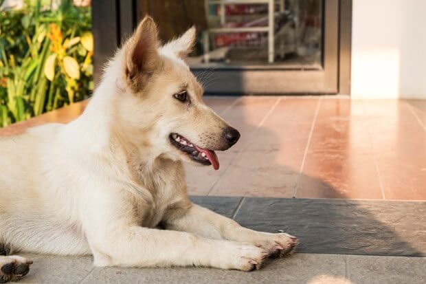 7 Ideas To Help Your Dog & Landscape Live In Harmony
