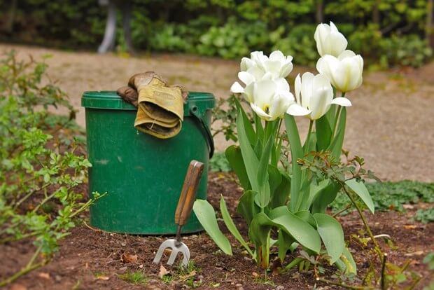 Gardening Tools Every Homeowner Needs