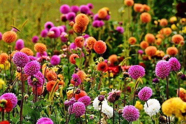 The Guide To Garden Maintenance & Improvement