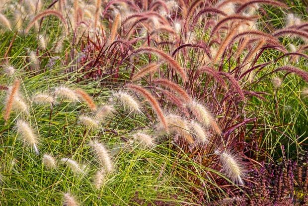 The Best Ornamental Grasses For Your Yard