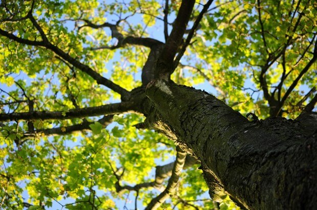 7 Tree Maintenance Tips