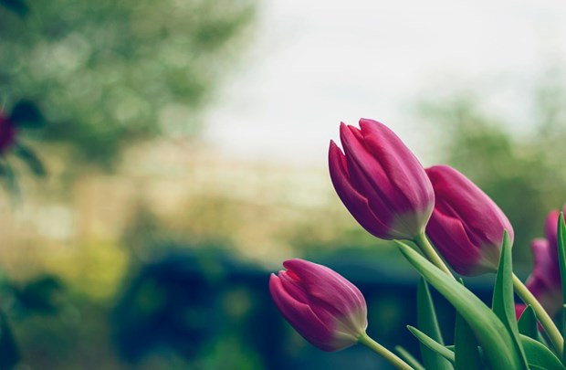 What Flowers Bloom In Spring?