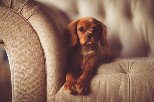 7 Ways To Remove Pet Odors From Your Home