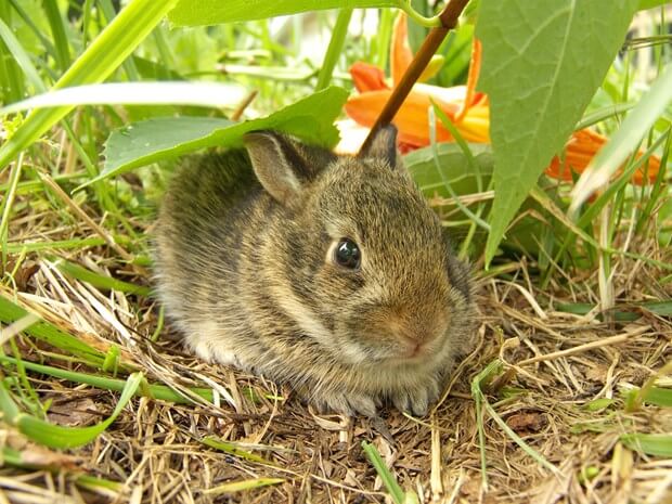 Guide to Safe and Natural Home Pest Control