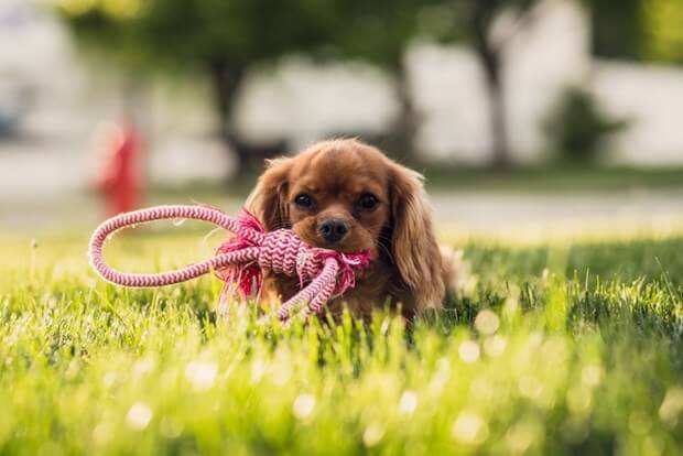 Backyard Safety For Your Pets