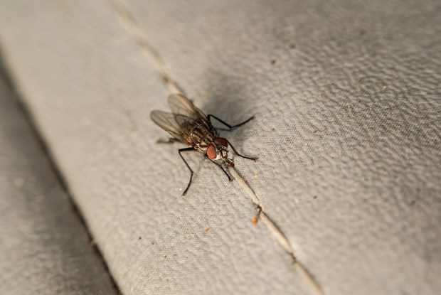 DIY Pest Control Solutions For Your Home