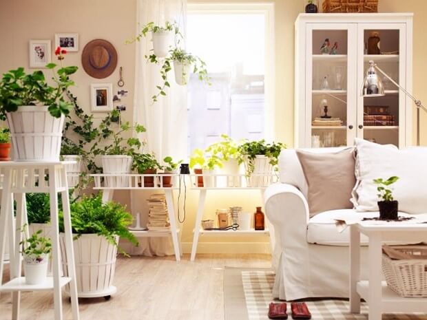 4 Easy To Care For Indoor Houseplants