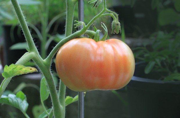 How To Control Pests In Your Garden