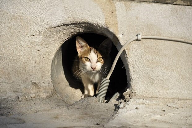 A Homeowner’s Guide To Animal Control Problems: What To Do & Who To Call