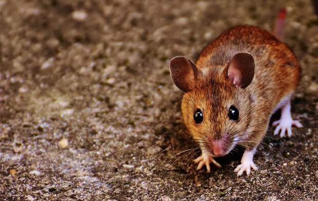 How To Keep Small Rodents Out Of Your Home
