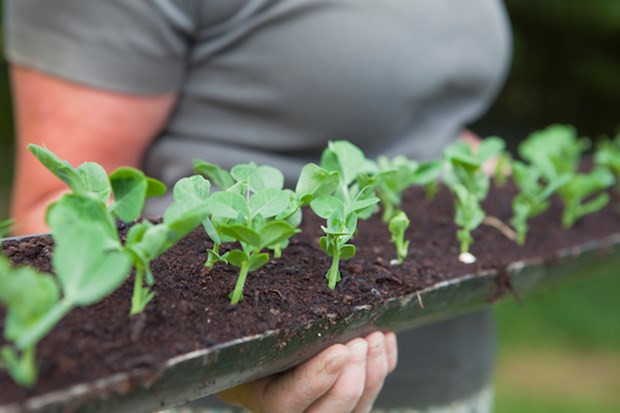 How To Create A Gutter Garden