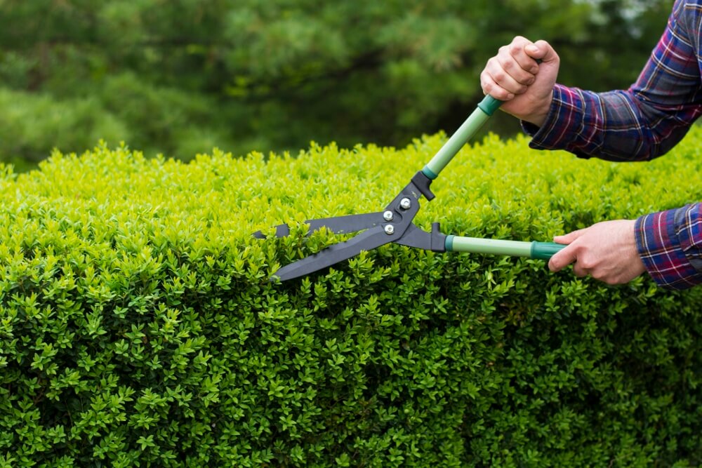 LowMaintenance Shrubs For Landscaping Low Maintenance Shrubs